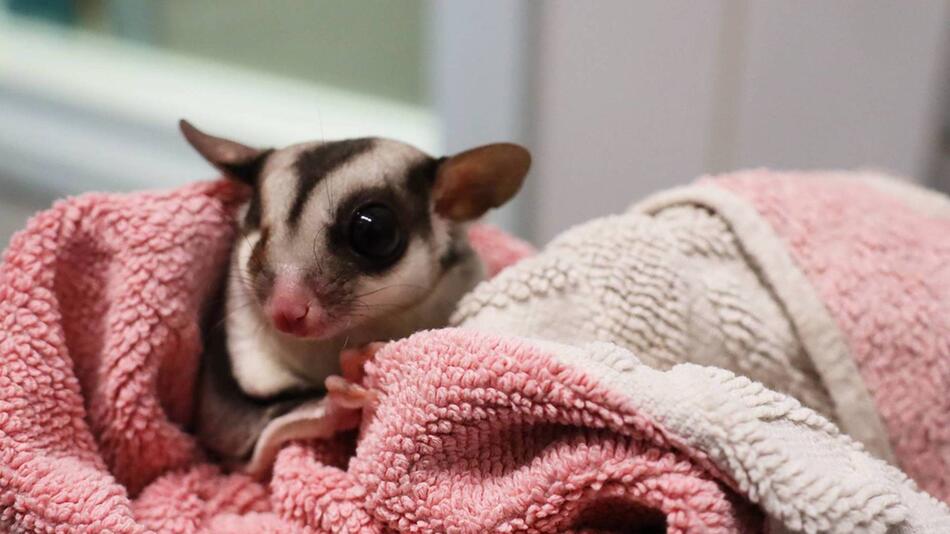 Sugar Glider Mango musste schon viel durchmachen.