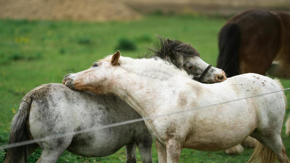 Würdige Bestattungen sind für Tierbesitzer wichtig