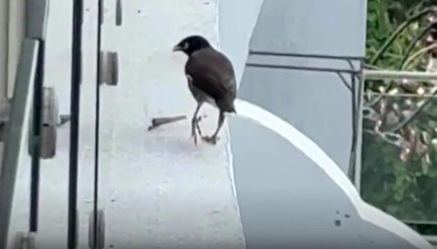 Tier-Gangster: Vogel klaut ganz spezielle Tüte