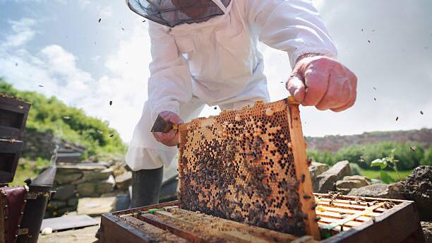Ein Imker kümmert sich um seine Bienen.