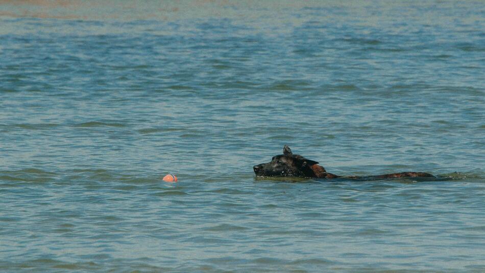 Diese 10 Hunde lieben das Wasser.