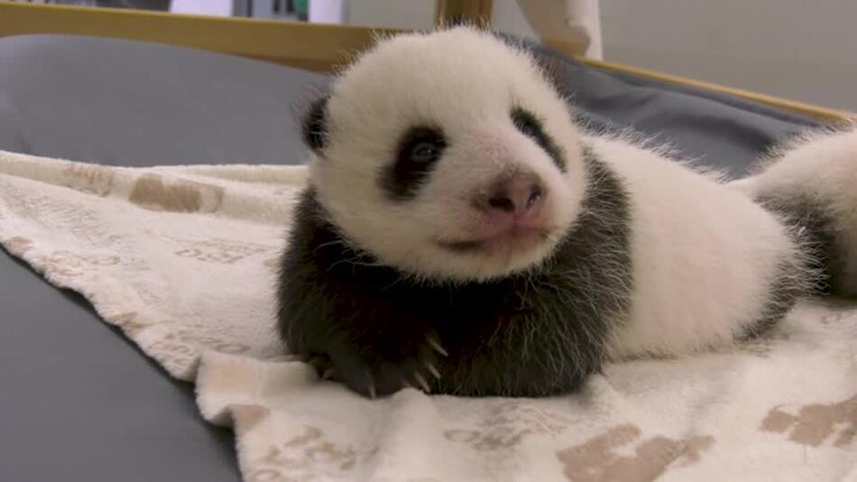 Panda-Zwillinge im Zoo Berlin