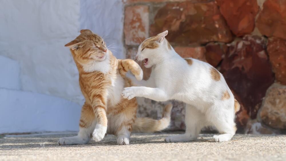 Auseinandersetzung zwischen zwei Katzen