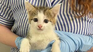Katzenbaby an Rastanlage entdeckt