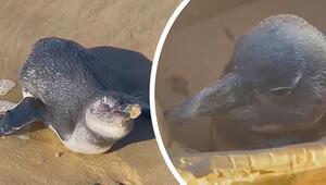 Kraftlos am Strand: Tierärztin rettet erschöpften Pinguin in Südafrika