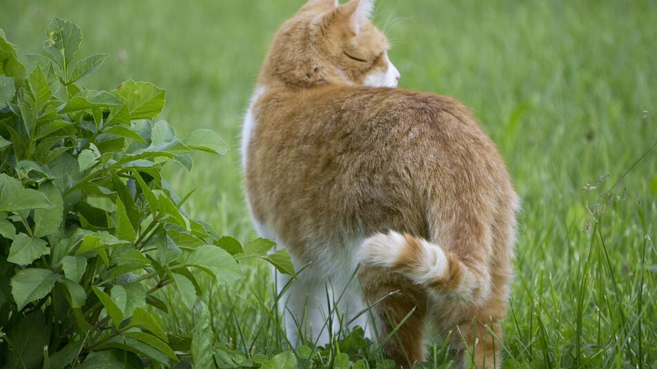 Warum drücken Katzen uns den Hintern ins Gesicht?