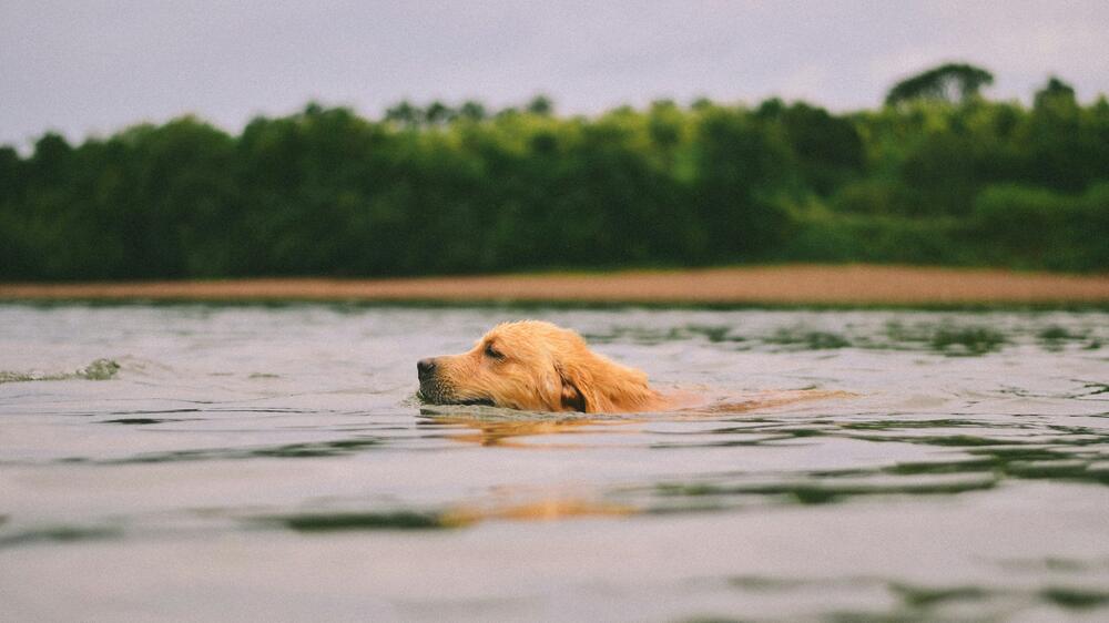 Golden Retriever gehören zu den Top 10.