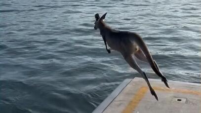 Känguru springt ins Wasser