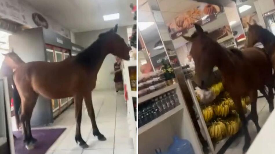 Zwei Pferde suchten nach leckeren Snacks.