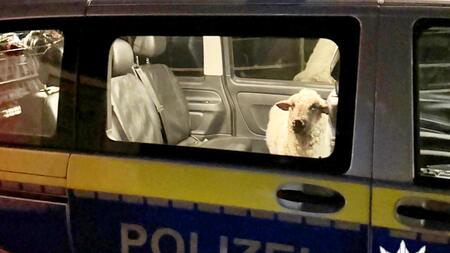 Polizei nimmt ausgebüxtes Schaf fest