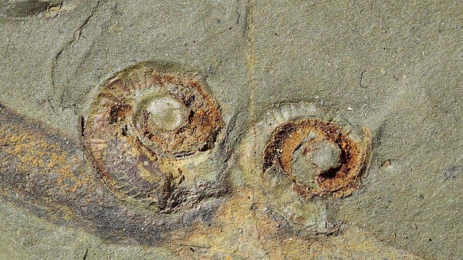 Amateure entdecken Fossilienfeld in Frankreich