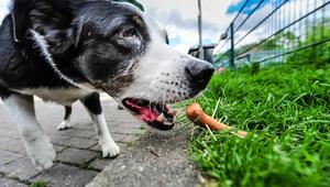 Hund will Giftköder fressen