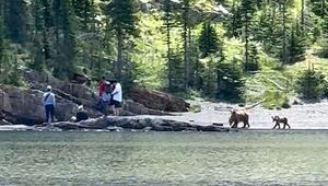 Begegnung in der Wildnis: Bärenfamilie rückt Touristen auf die Pelle