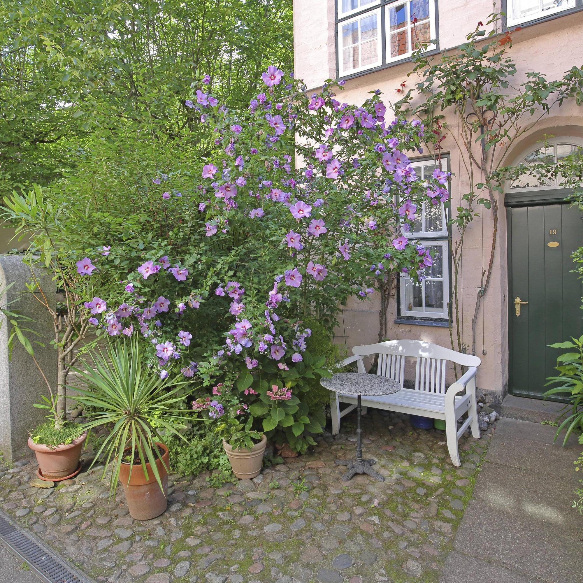 Hibiskus schneiden: Wann der Rckschnitt erfolgen sollte | WEB.DE