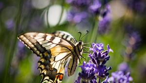 "Auf jeden Fall gehört das Wort Unkraut gestrichen"