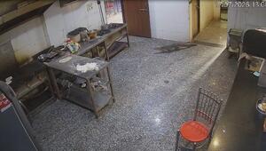 Ungebetener Gast: Krokodil spaziert in Hotelküche in Indien