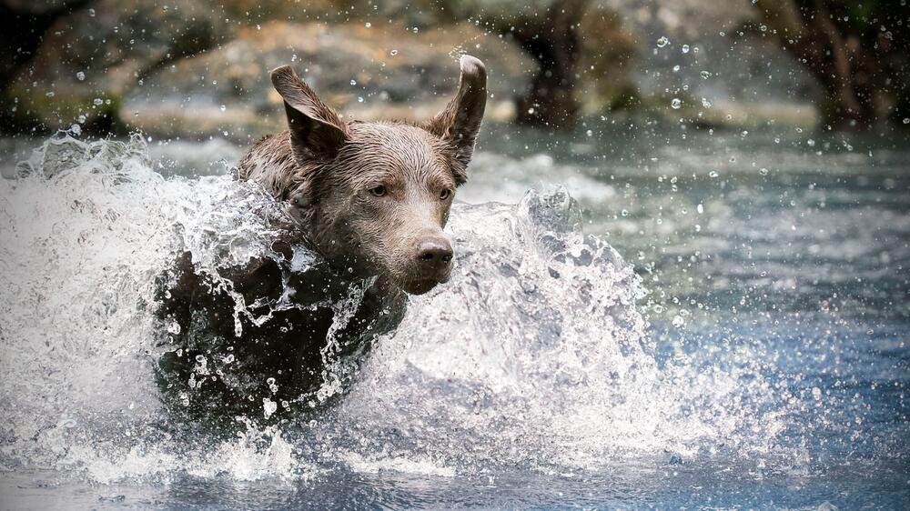 Labradore sind richtige Wasserratten.