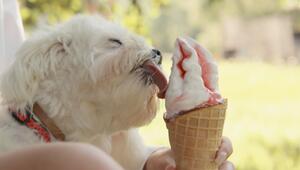 Eis für Hunde – ist das eine gute Idee?