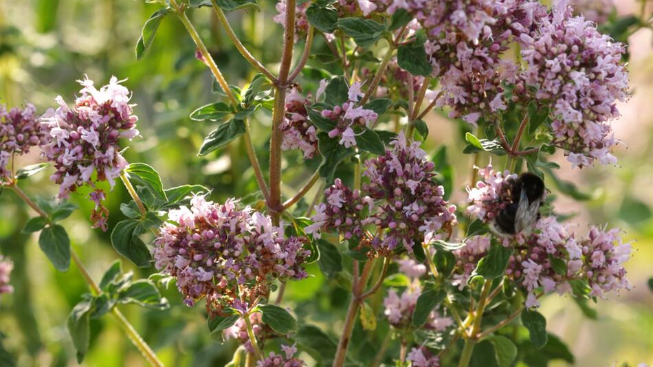 Küchenkraut: Darf man Oregano noch essen, wenn er blüht?