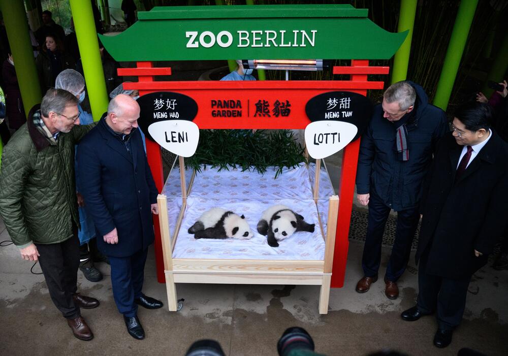 Panda-Zwillinge im Berliner Zoo