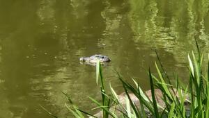 Falscher Alligator