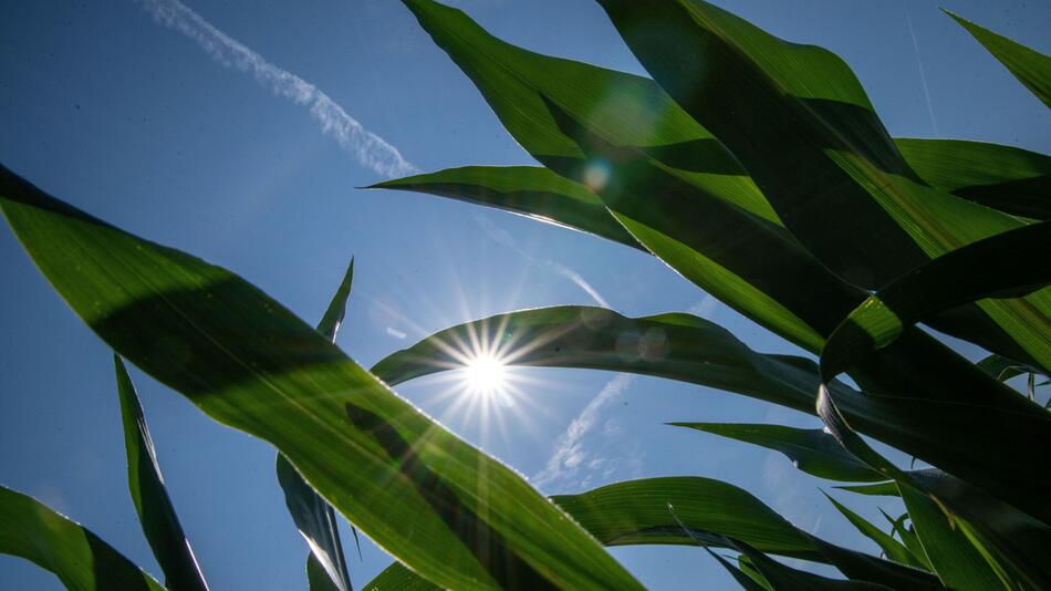 Sommerwetter