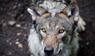 Wölfe