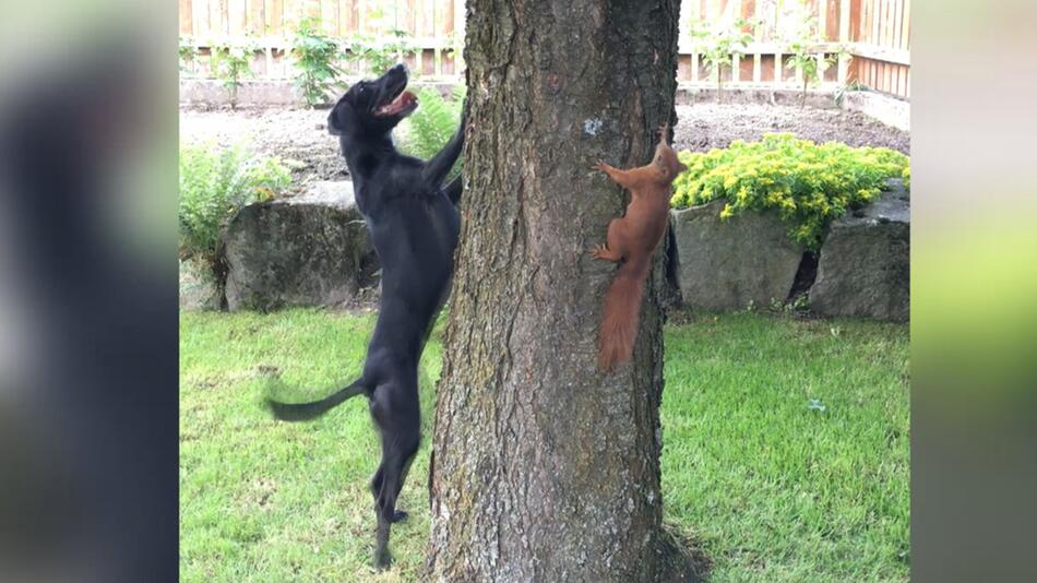 Eichhörnchen und Hund - was ist da los?