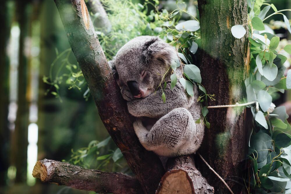 In Australien suchen Hunde nach verletzten Koalas.