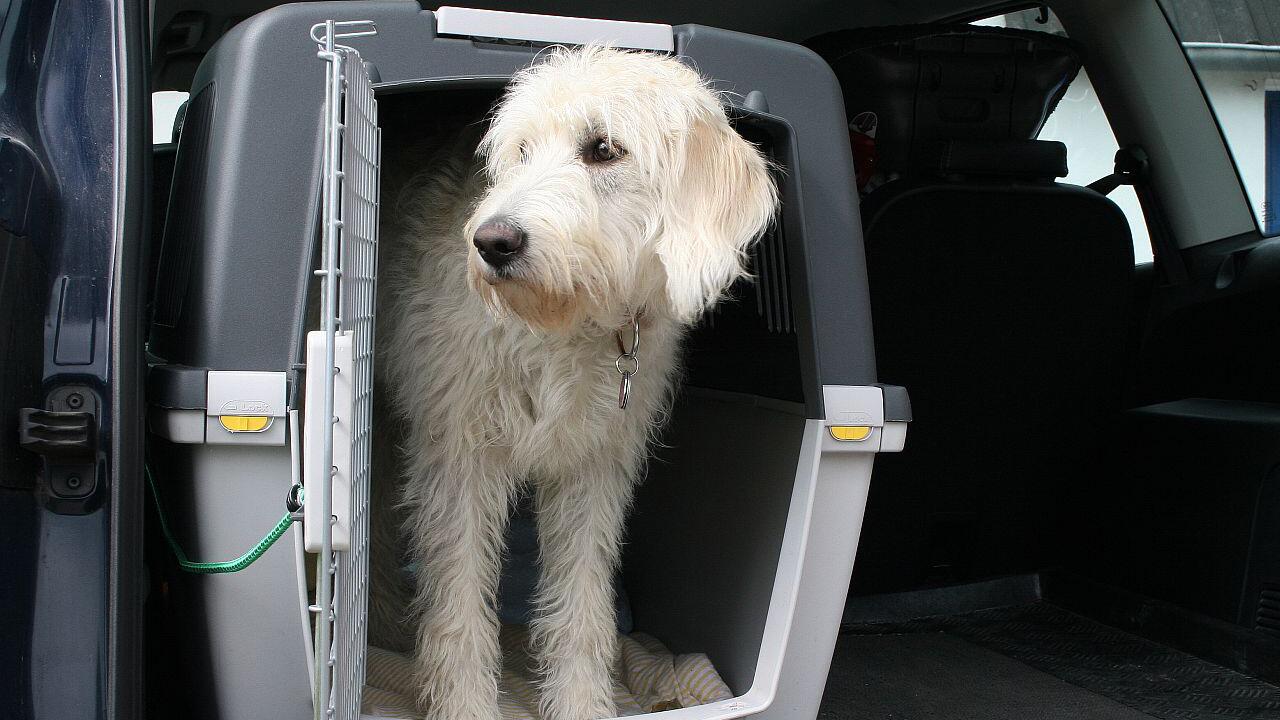 Hund im Auto: So reisen Sie mit dem Vierbeiner am sichersten