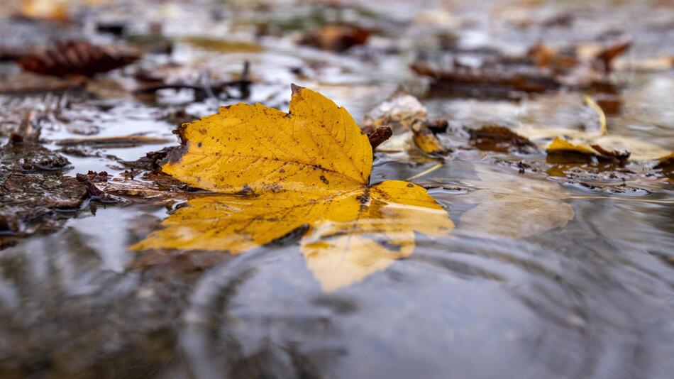 Ahornblatt im Wasser