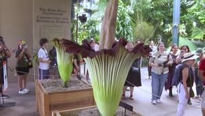 Kalifornien: Seltene Blüte von Titanenwurz-Pflanzen lockt viele Besucher an