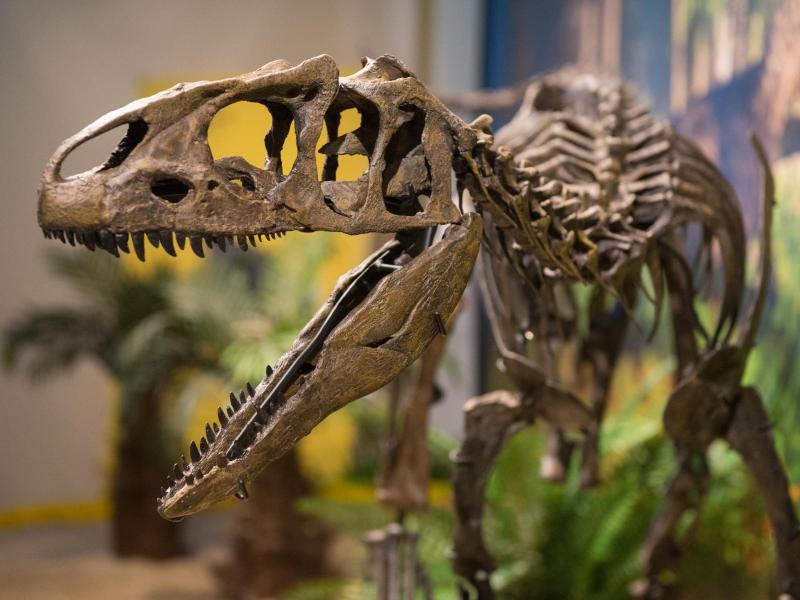 Neue Exponate: DinoEier und BabyDinosaurier  WEB.DE