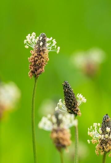 Gräser, Pollen, Allergie, Frühling, Heuschnupfen, Pollenflug