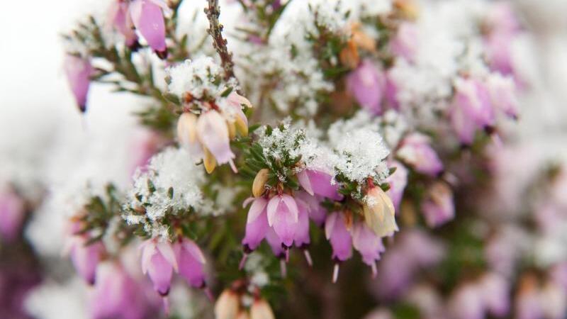 Blüten der Schneeheide