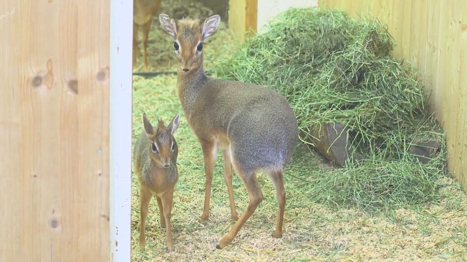 Wien: Tierische Premiere in Schönbrunn - Nachwuchs bei Afrikas kleinster Antilope