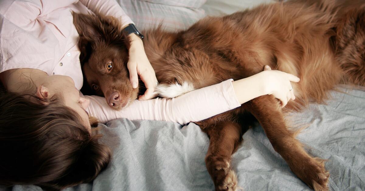 Hund legt sich mit ins Bett? Das ist ein positives Zeichen