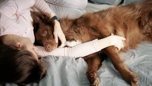 Warum Hunde uns nachts das Bett klauen