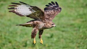 Mäusebussard