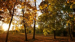 Der goldene Herbst kommt zurück