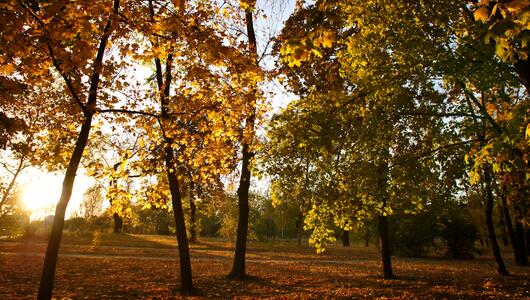 Der goldene Herbst kommt zurück