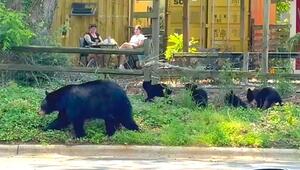 Neugieriger Nachwuchs: Mama-Bär und vier Babys besuchen Café