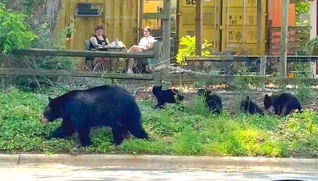 Neugieriger Nachwuchs: Mama-Bär und vier Babys besuchen Café