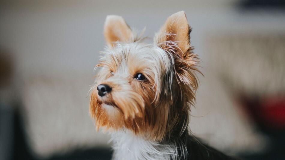 Als Erinnerung gab es ein Tattoo von seinem Hund.