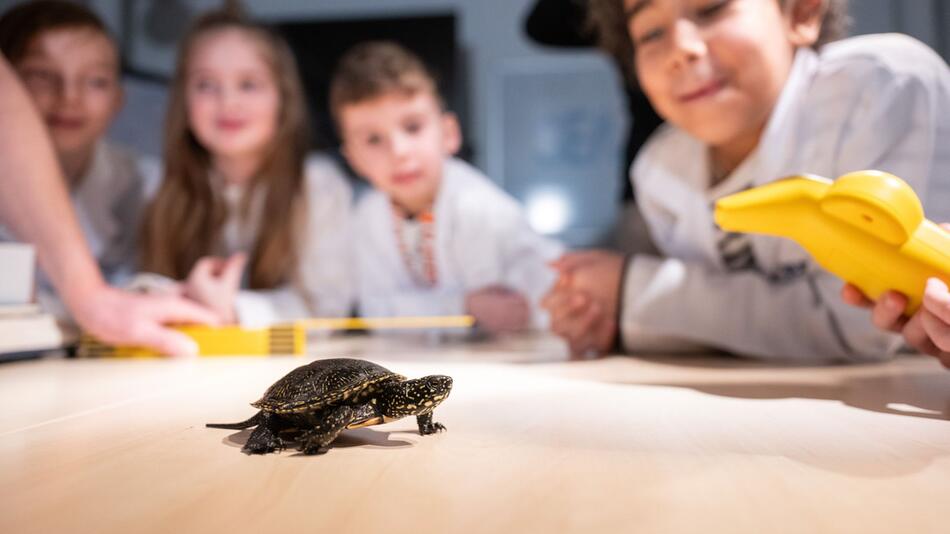 Schildkrötenbabys im Sea Life Berlin