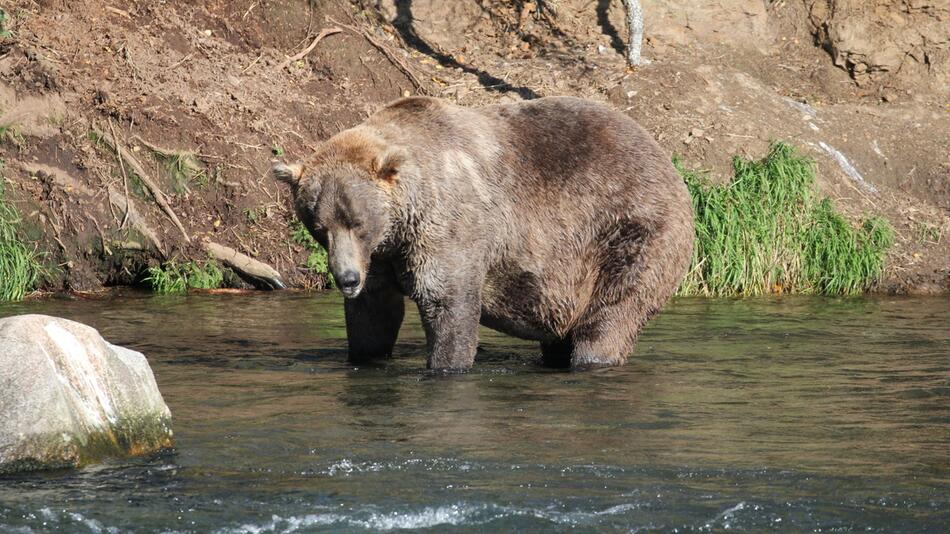 Braunbär Otis gewinnt "Fat Bear"-Wahl