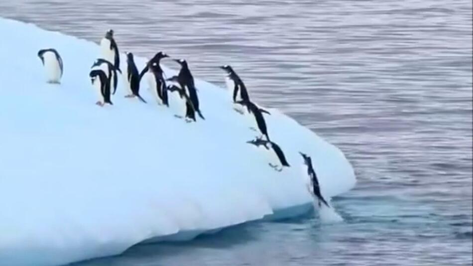 Verspielte Vögel – Pinguine vergnügen sich auf Eisberg