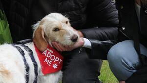 Insa genießt das Bark Date in Hannover.