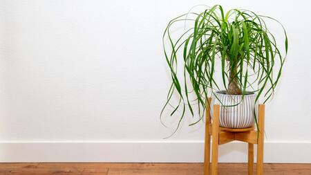 Braune Spitzen beim Elefantenfu: Wie Sie die Zimmerpflanze retten | WEB.DE
