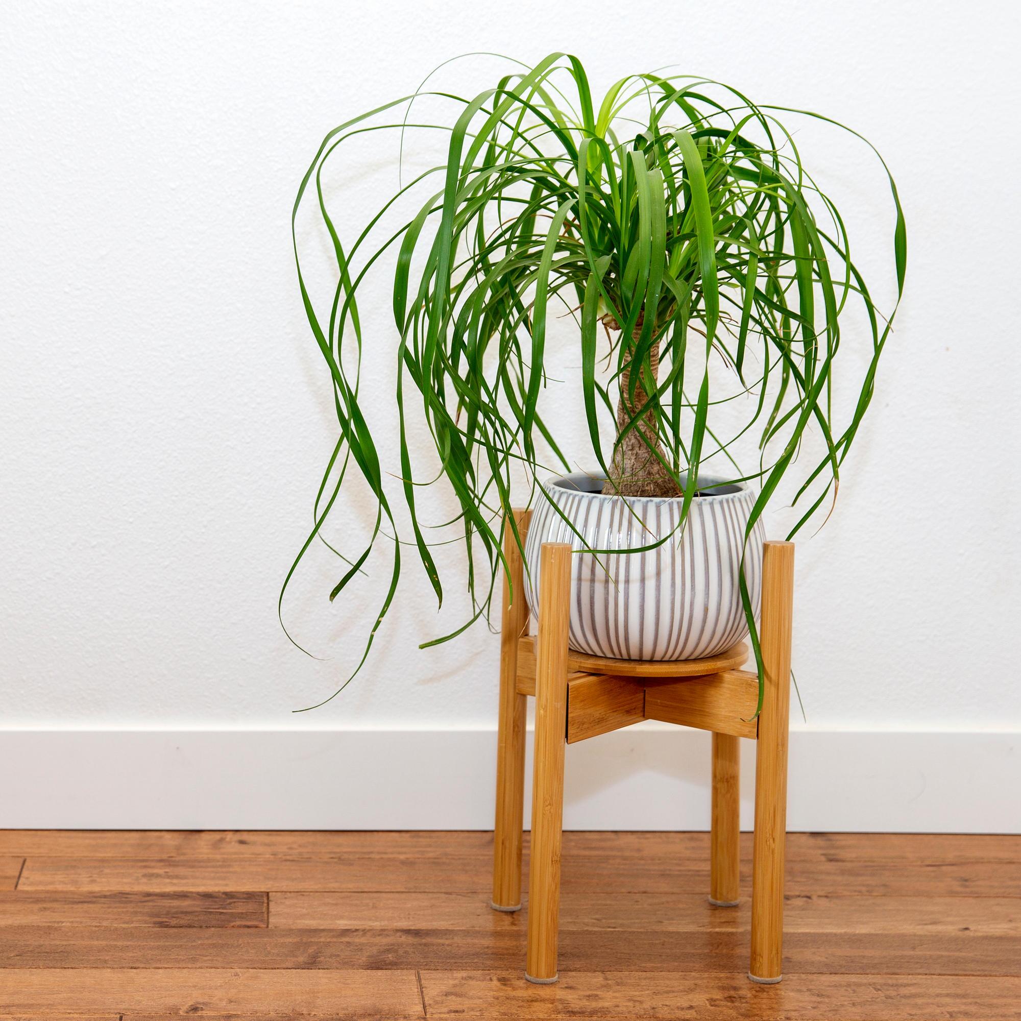 drachenbaum yucca Dracaena reflexa var. angustifolia – Foliage Factory main image 0